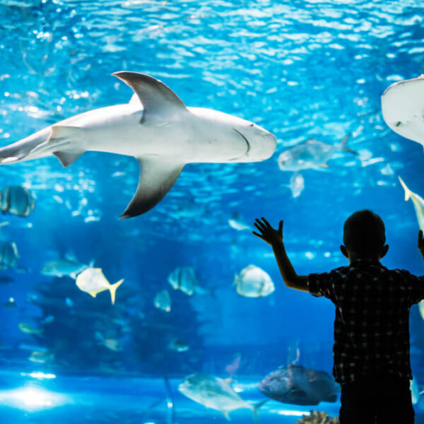 A kid at the aquarium, one of the best indoor activities in Gatlinburg.