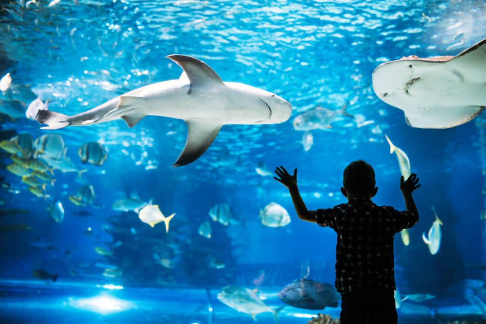 A kid at the aquarium, one of the best indoor activities in Gatlinburg.
